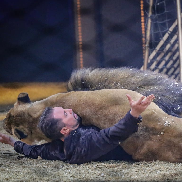 Zirkusdirektor und Tiertrainer des Circus Krone liegt bei der Erstaufführung der Sommertour in Karlsruhe auf dem Boden der Manege. Zwei Löwen liegen quer auf ihm. 