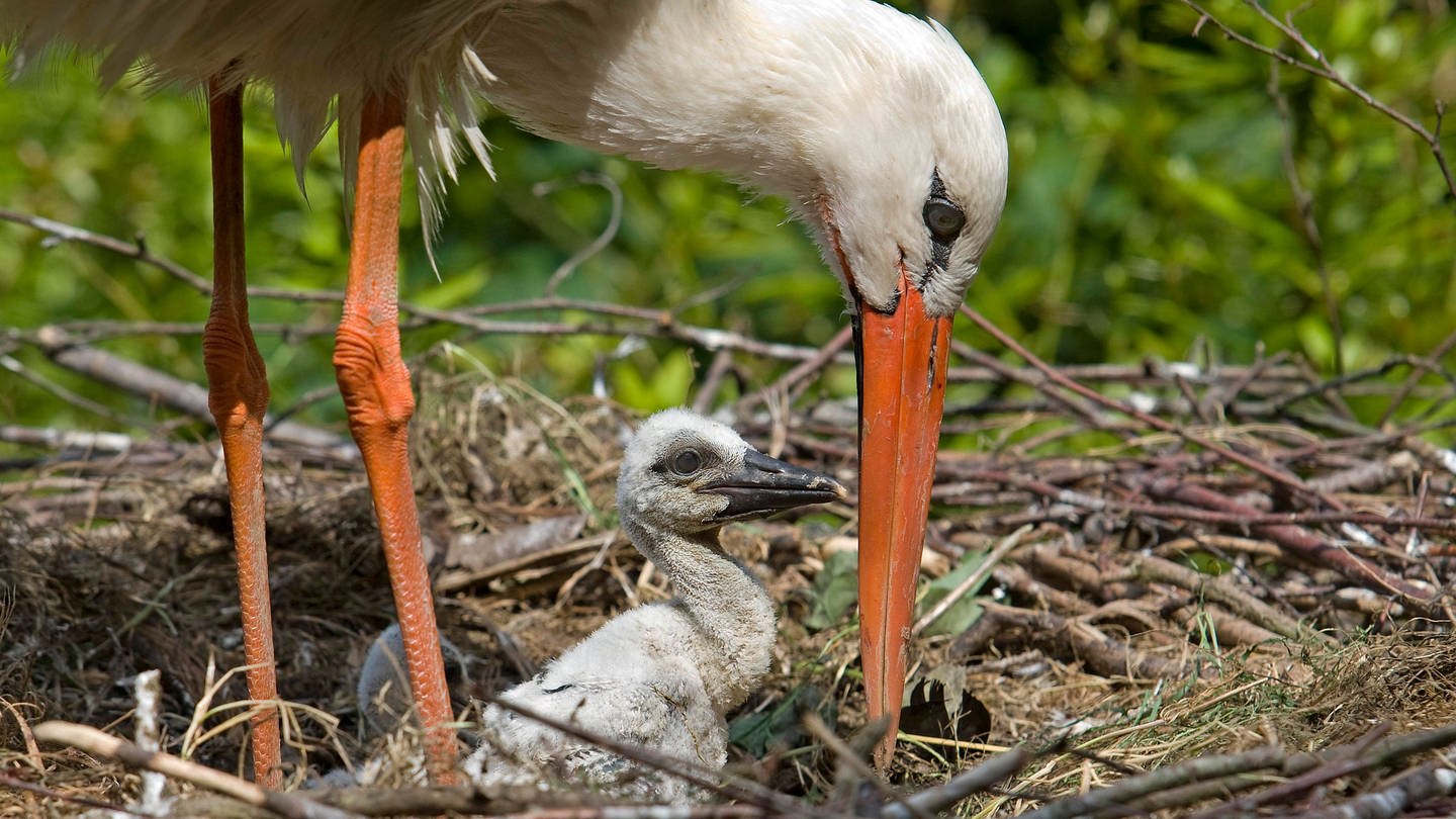 Ein Storch mit einem Jungtier in einem Nest. Wegen des Dauerregens ist das Leben vieler Jungstörche gefährdet. (Foto: IMAGO, IMAGO / imagebroker)