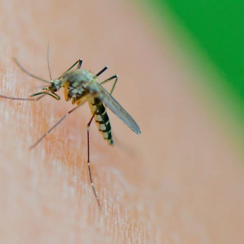 Eine Stechmücke auf der Haut. Das Wetter bietet optimale Brutbedingungen für Stechmücken. Deswegen rücken die Schnakenbekämpfer KABS wieder aus.