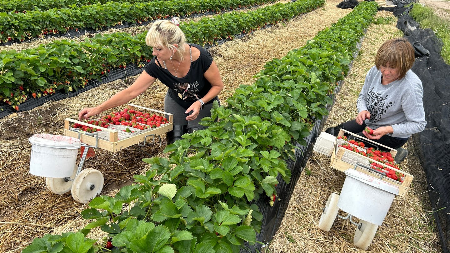 Erdbeerernte auf dem Böserhof bei Bruchsal. Frauen im Erdbeer-Feld mit Kisten voller Früchte. (Foto: SWR)