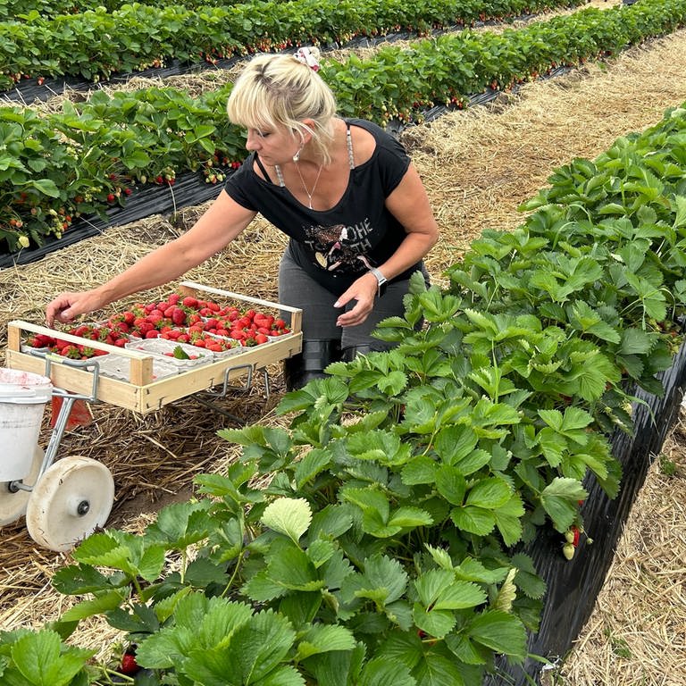 Erdbeerernte auf dem Böserhof bei Bruchsal. Frauen im Erdbeer-Feld mit Kisten voller Früchte.