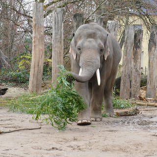 Die Elefanten sind weiterhin zu sehen (Foto: Zoo Heidelberg)