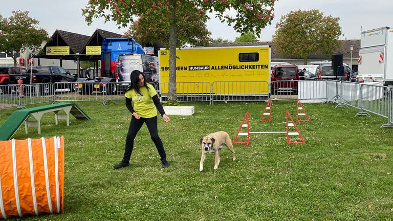Für Hunde und ihre Halter gibt es einen Gerätepark auf dem Maimarkt.  (Foto: SWR)