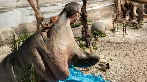 Lebensechte Rekonstruktion eines Flusspferdes in der Ausstellung "Eiszeit-Safari" der Reiss-Engelhorn-Museen. (Foto: rem, Foto: Rebecca Kind )