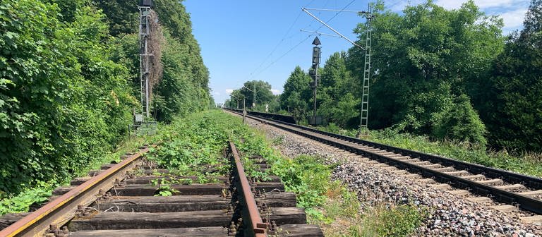 Östliche Riedbahn in Mannheim (Foto: SWR)