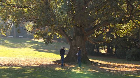 Zwei Baumexperten stehen vor einer riesigen dreihundert jahre alten Zeder (Foto: SWR, Moritz Kluthe)