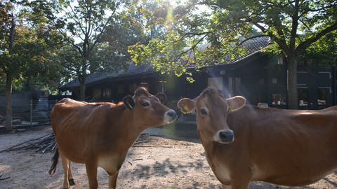 Die Jersey Rinder Klara und Heidi aus dem Mannheimer Luisenpark (Foto: Mannheimer Luisenpark)
