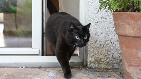 Eine Katze verläßt eine Wohnung durch eine Terrassentür. Zwei Katzenbesitzer aus Walldorf haben gegen die Regelung des Landratsamts zum Katzen-Freilauf-Verbot Widerspruch eingelegt. (Foto: dpa Bildfunk, picture alliance/dpa | Bernd Weißbrod)