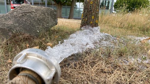 Schlauch mit Wasser auf Wiese und Baum in Walldürn bei Hallenbad (Foto: SWR)