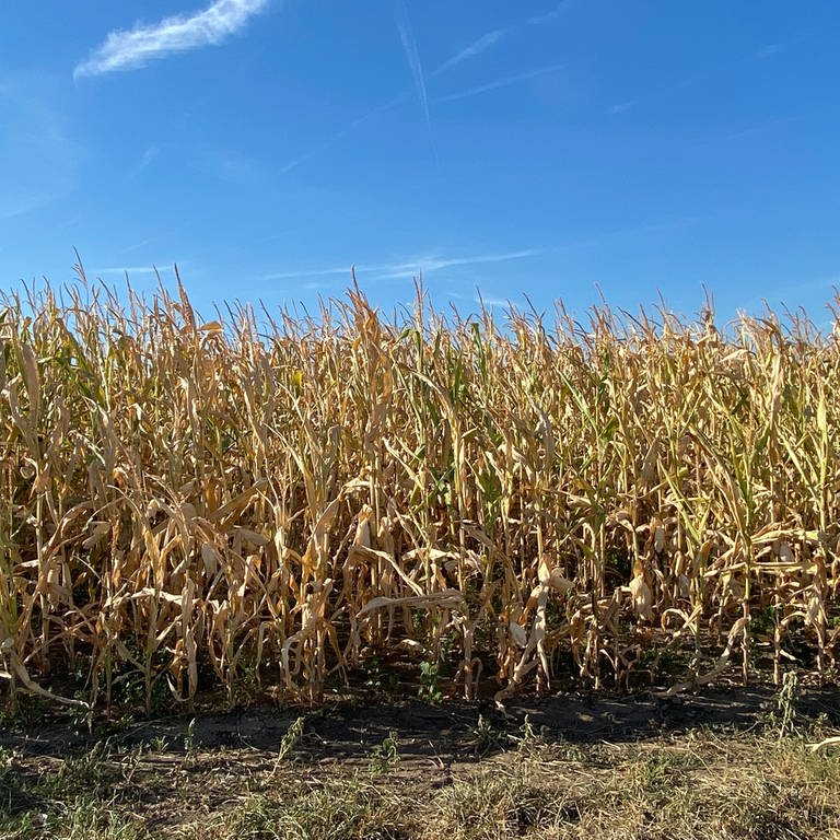 Die Hitze schadet dem Mais auf dem Feld von Landwirt Wolfgang Guckert in Mannheim (Foto: SWR)