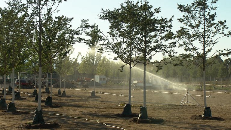 BUGA 23 Gelände in Mannheim: Durch die anhaltende Hitze und Trockenheit müssen die Bäume und Pflanzen regelmäßig bewässert werden. (Foto: SWR)