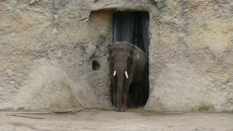 Elefant läuft durch Durchgang in den Außenbereich. (Foto: SWR, Zoo Heidelberg)