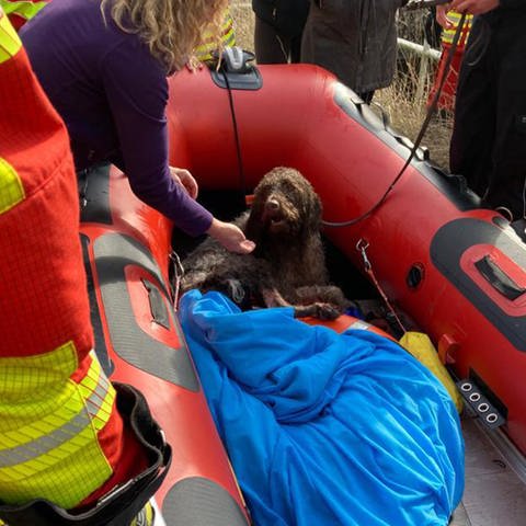Hund in rotem Boot der Feuerwehr in Obrigheim (Foto: FFW Obrigheim)