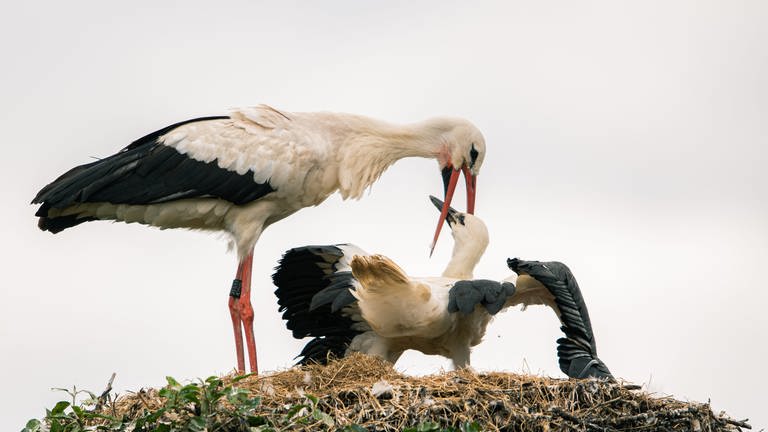 Storch füttert sein Jungtier (Foto: dpa Bildfunk, picture alliance/dpa | Mohssen Assanimoghaddam)