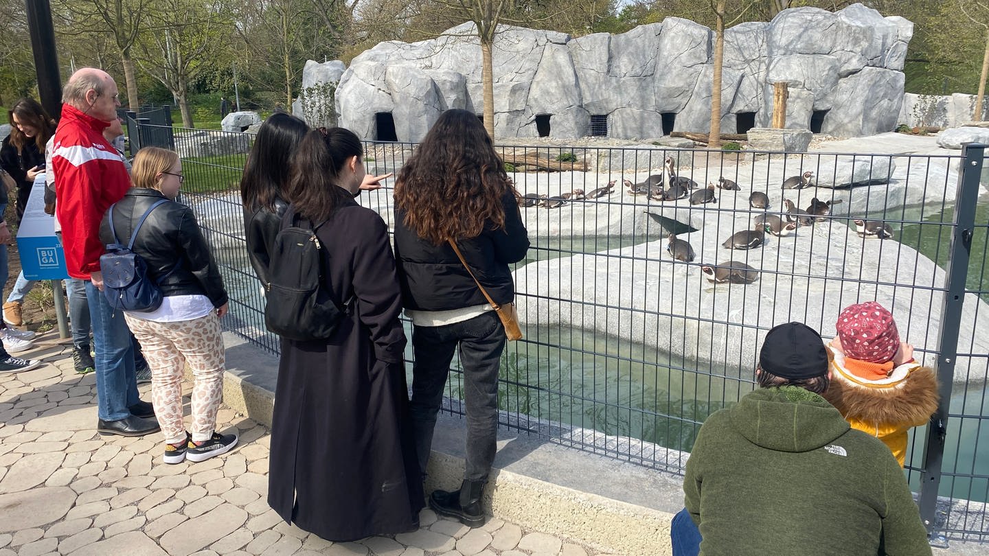 Bundesgartenschau in Mannheim: Pinguine sind die Publikumslieblinge