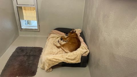 Ein Hund liegt in einem kleinen Zimmer in seinem Korb. Am offenen Durchgang zum Außenbereich hängt ein handtuch. (Foto: SWR)