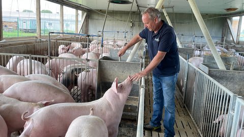 Walter Hilkert im Schweinestall (Foto: SWR)