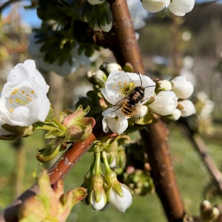 Blüten an Apfelbäumen (Foto: SWR)