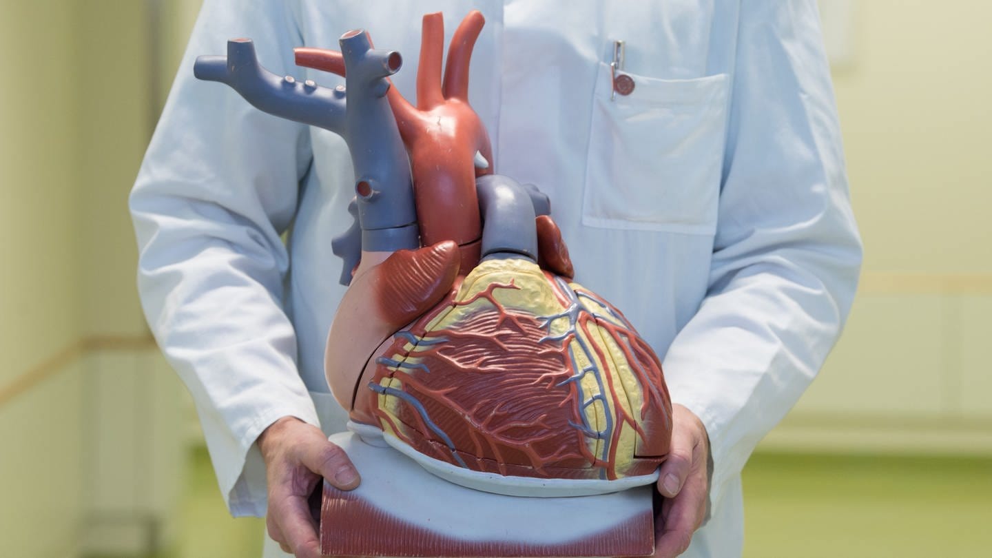 in Arzt hält ein anatomisches Modell des menschlichen Herzens (Foto: dpa Bildfunk, picture alliance/dpa | Sebastian Kahnert)