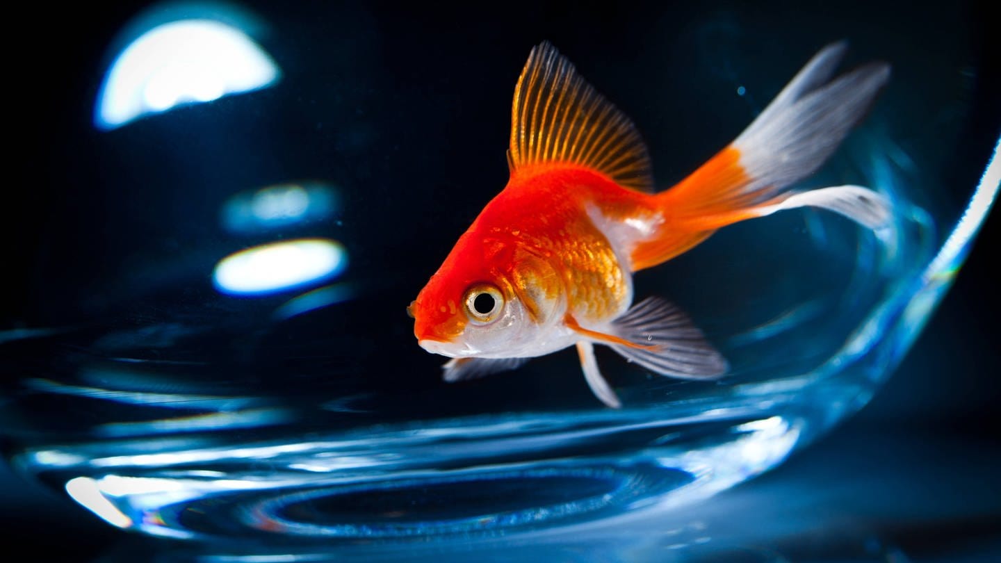 Goldfisch (Foto: IMAGO, IMAGO / YAY Images)
