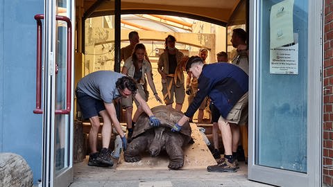 Die Rieseschildkröten des Heidelberger Zoos ziehen vorübergehend um nach Prag (Foto: Zoo Heidelberg)