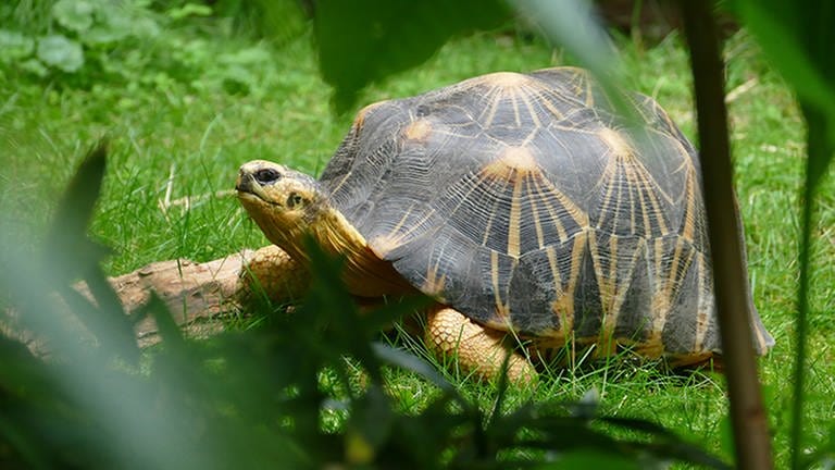 Eine Strahlenschildkröte aus dem Zoo Heidelberg läuft durchs Gras (Foto: Zoo Heidelberg)