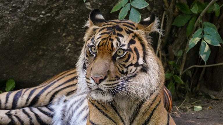 Sumatra-Tiger sind vom Aussterben bedroht (Foto: Zoo Heidelberg)