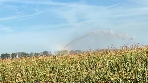 Das Maisfeld von Landwirt Wolfgang Guckert wird mit viel Aufwand bewässert und beregnet (Foto: SWR)