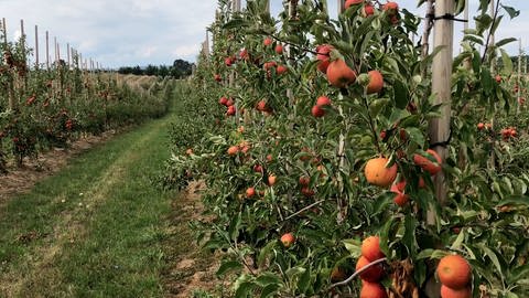 Ertragseinbußen bei der Apfelernte (Foto: SWR)