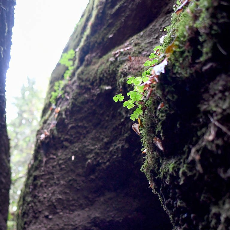 Symbolbild von einer Schlucht im Wald  (Foto: dpa Bildfunk, Picture Alliance (Symbolbild))