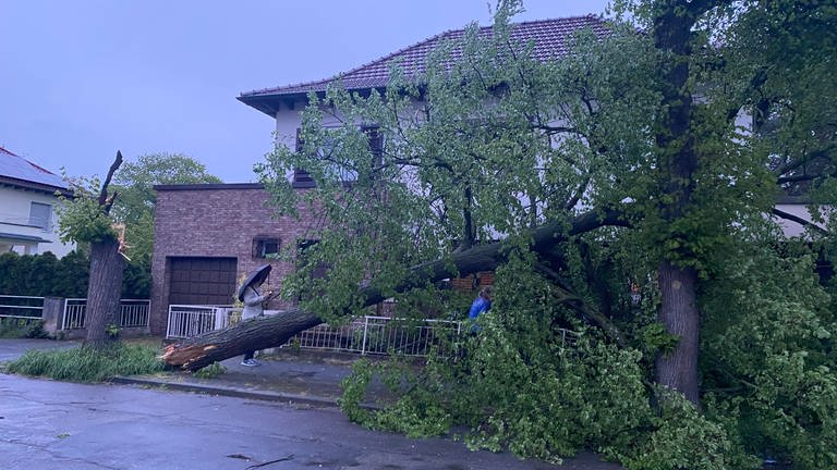 Ein umgestürzter Baum nach Sturm in Mannheim (Foto: SWR)