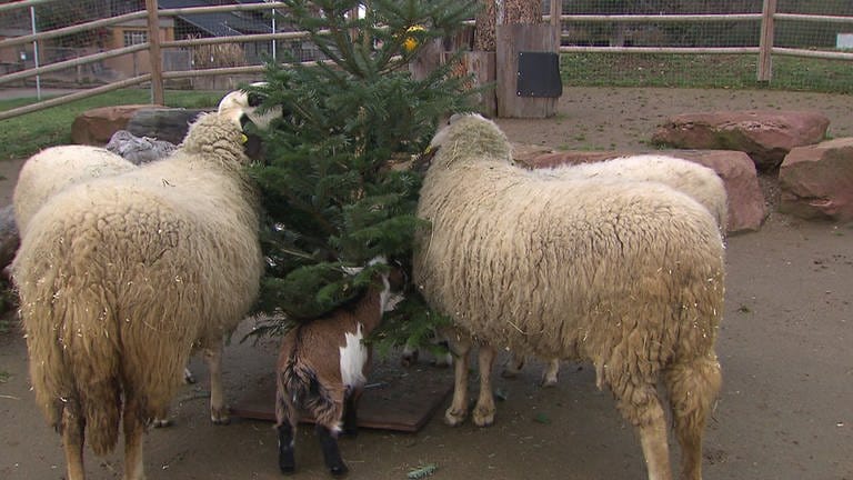 Die Schafe im Heidelberger Zoo freuen sich über den Weihnachtsbaum in ihrem Gehege.
