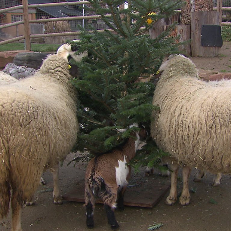Die Schafe im Heidelberger Zoo freuen sich über den Weihnachtsbaum in ihrem Gehege. (Foto: SWR)