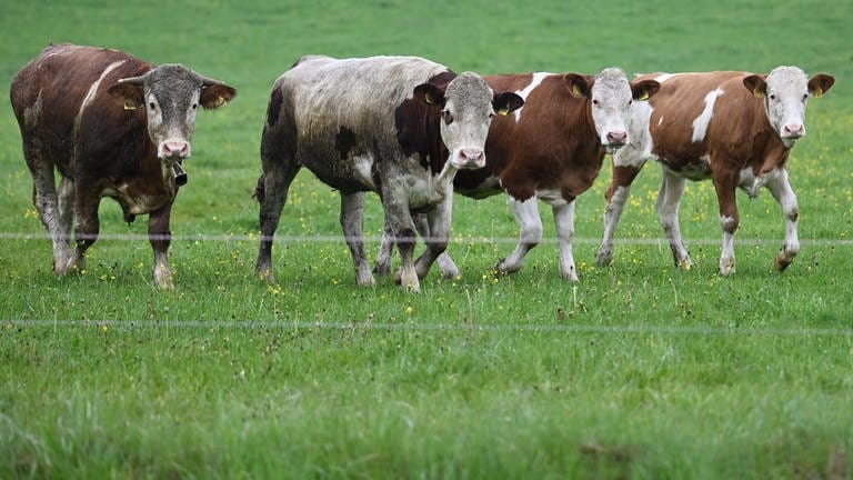 Rinder auf einem Feld (Symbolbild) (Foto: dpa Bildfunk, picture alliance/dpa | Angelika Warmuth)
