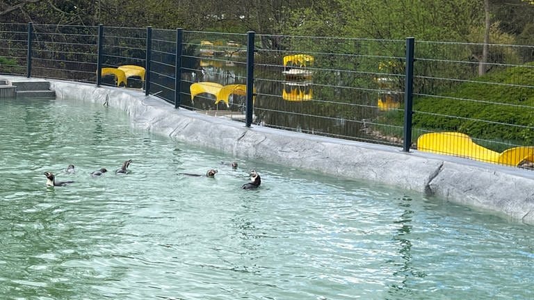Pinguine in Wasserbecken in Luisenpark in Mannheim (Foto: Stadtpark Mannheim GmbH )