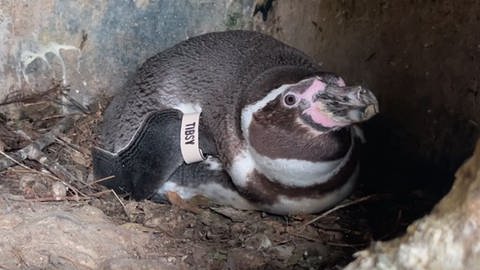 Die Pinguine aus dem Luisenpark sind wieder in Mannheim. Sie waren fast drei Jahre in Frankfurt (Foto: SWR)