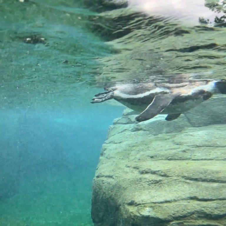 Pinguin Harry in Frankfurt schwimmt (Foto: SWR)