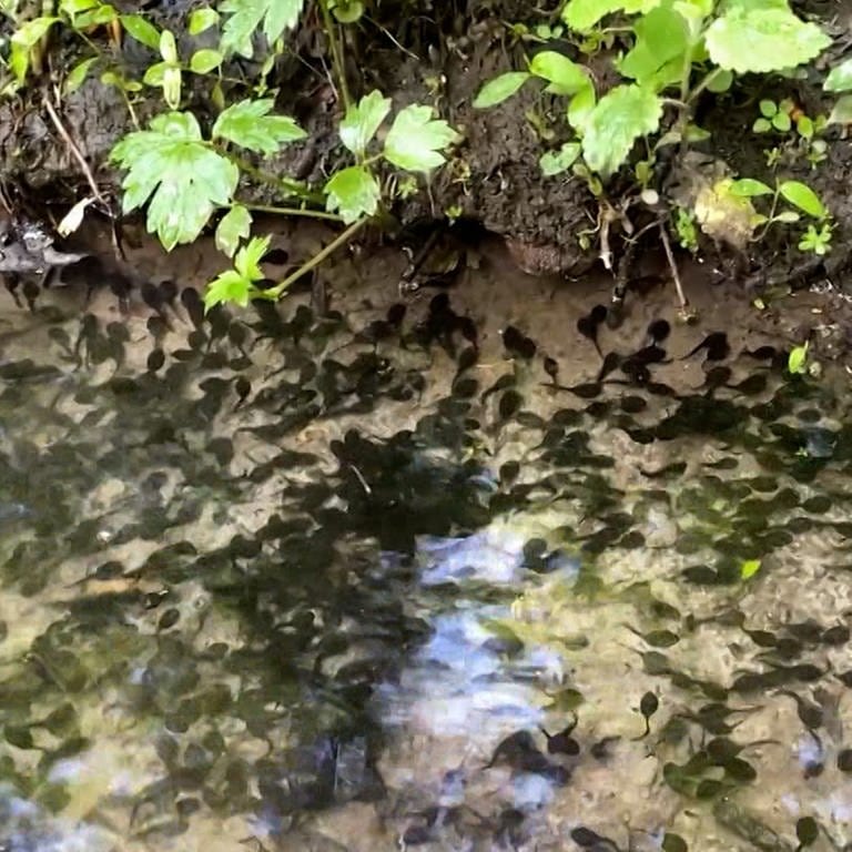 Kaulquappen schwimmen in einem Tümpel im Wald bei Gaiberg (Foto: SWR)