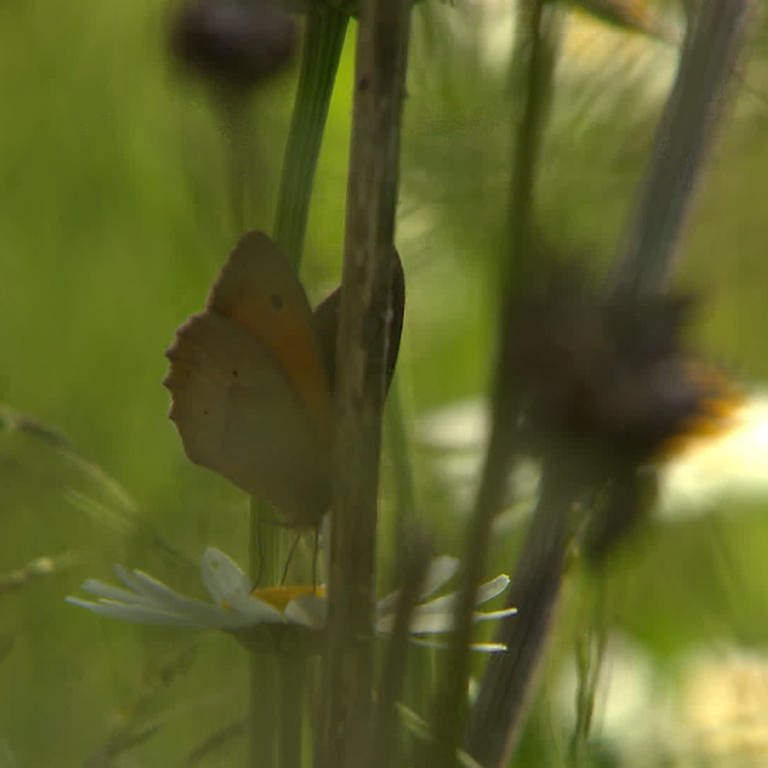 Ein Schmetterling sitzt an einer Blüte (Foto: SWR)