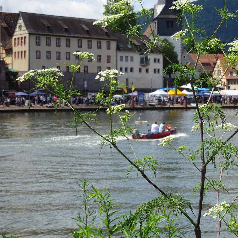 Blick auf Neckargemünd beim Aktionstag "Lebendiger Neckar" 2019. 