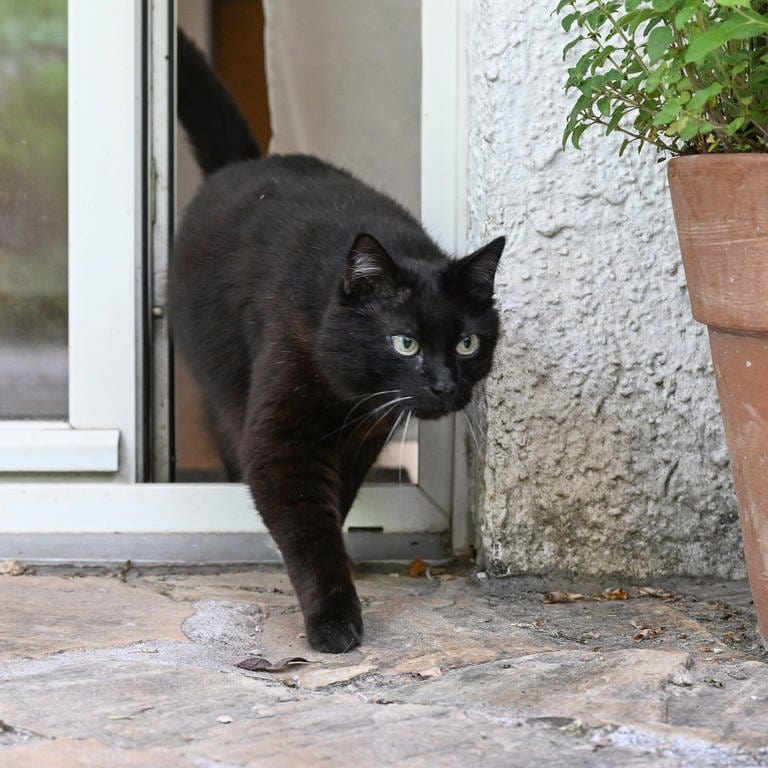 Katze verlässt die Wohnung (Foto: picture-alliance / Reportdienste, picture alliance/dpa | Bernd Weißbrod)