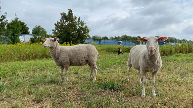 Schafe stehen auf einer Wiese an der A6 bei Walldorf.  (Foto: SWR)