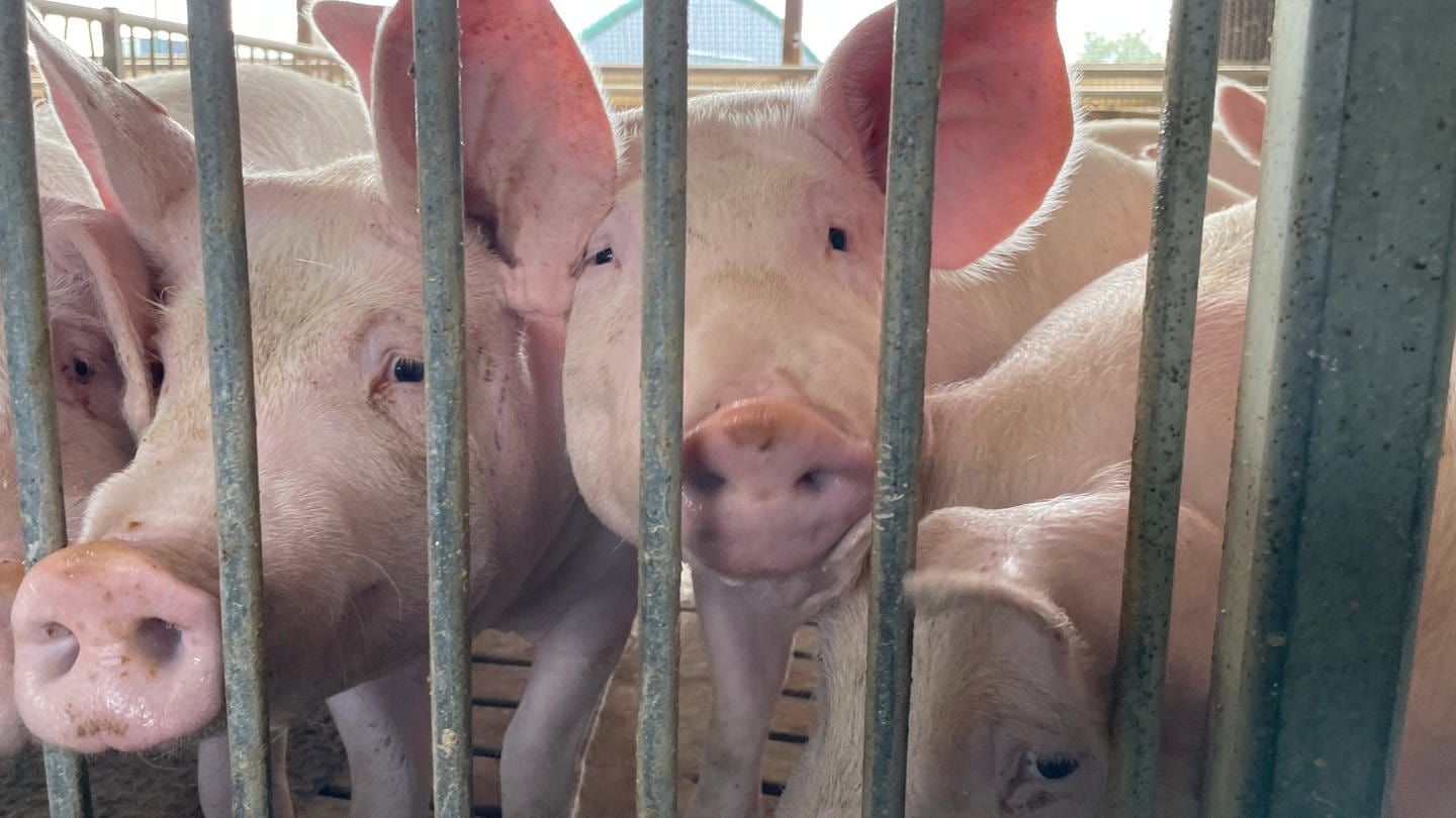 Schweine im Stall (Foto: SWR)