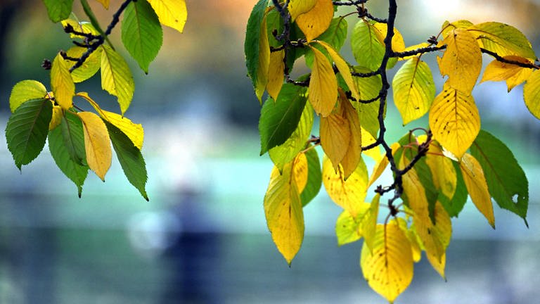 Blätter eines Baumes (Foto: dpa Bildfunk, Picture Alliance)