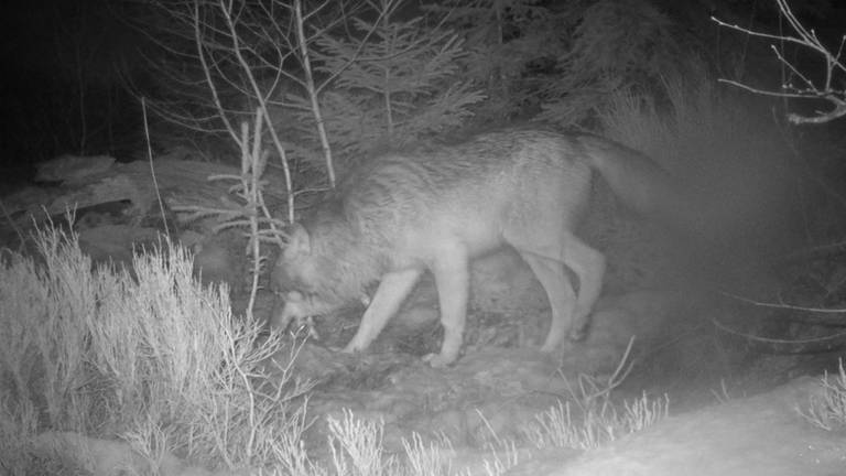 Die Aufnahme einer automatischen Fotofalle zeigt einen Wolf im Nationalpark Bayerischer Wald. Im Nationalpark Bayerischer Wald halten sich mittlerweile drei Wölfe auf. (Symbolbild) (Foto: picture-alliance / Reportdienste, Nationalpark Bayerischer Wald | Nationalpark Bayerischer Wald (Symbolbild))
