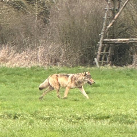 Ein Wolf ist wieder im Neckar-Odenwald-Kreis unterwegs. (Foto: Landratsamt Neckar-Odenwald-Kreis)