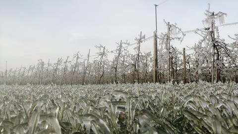 Ladenburg: Frostschutz bei Obstbauern