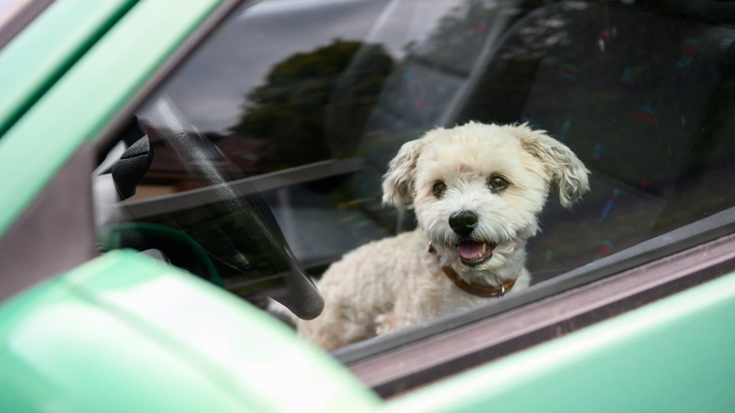 Hund sitzt in einem Auto (Symbolbild) (Foto: picture alliance/dpa | Jonas Walzberg)