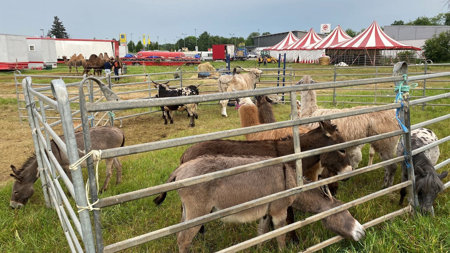 Esel, Ponys, Kamele und andere Tiere grasen vor dem Zirkuszelt. (Foto: SWR)