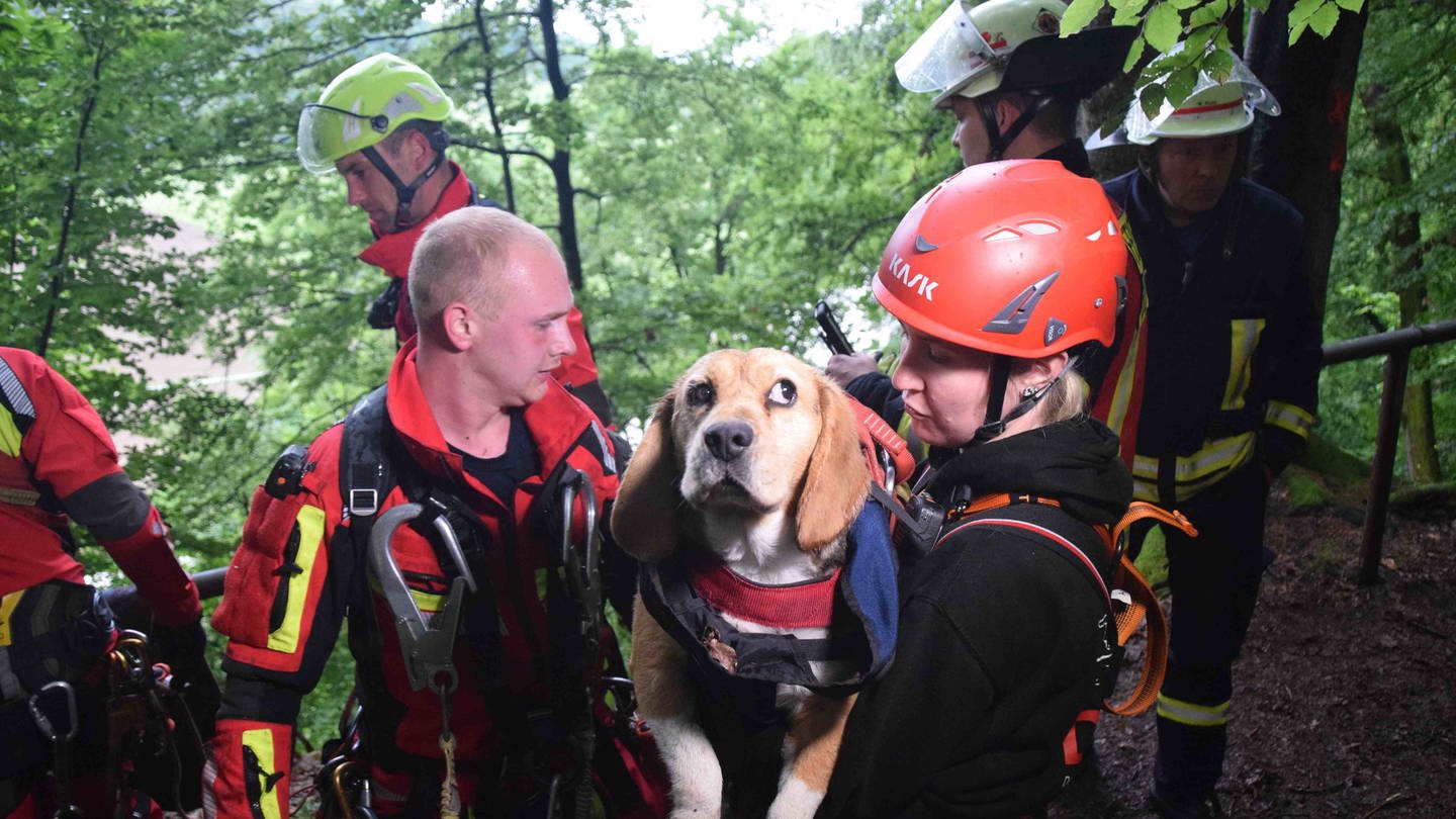 Ein Hund wird an einem Hang gerettet. Die Feuerwehr hat sich dafür zu ihm abgeseilt. (Foto: Priebe/pr-video)